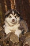 ALASKAN MALAMUTE 598